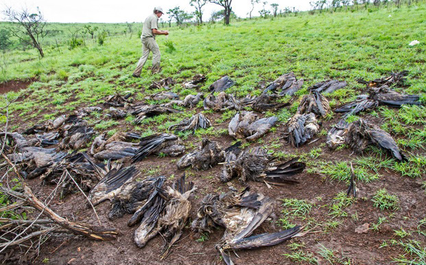 vulture poisoning