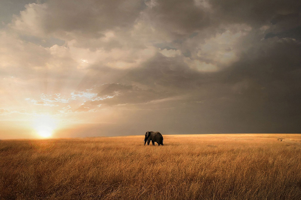 The golden light of the Maasai Mara National Reserve, Kenya ©Bjorn Persson