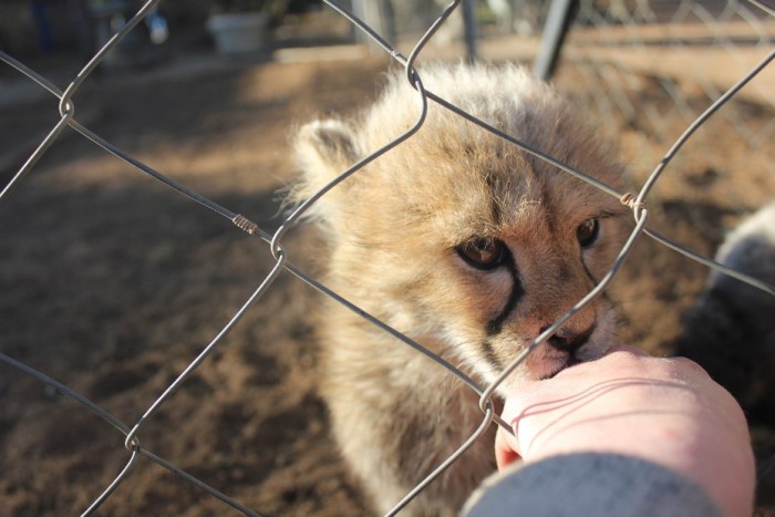 volunteering with lions