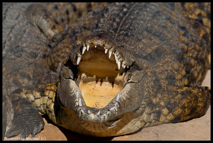 Video: Escaping the jaws of the Nile crocodile - Africa Geographic