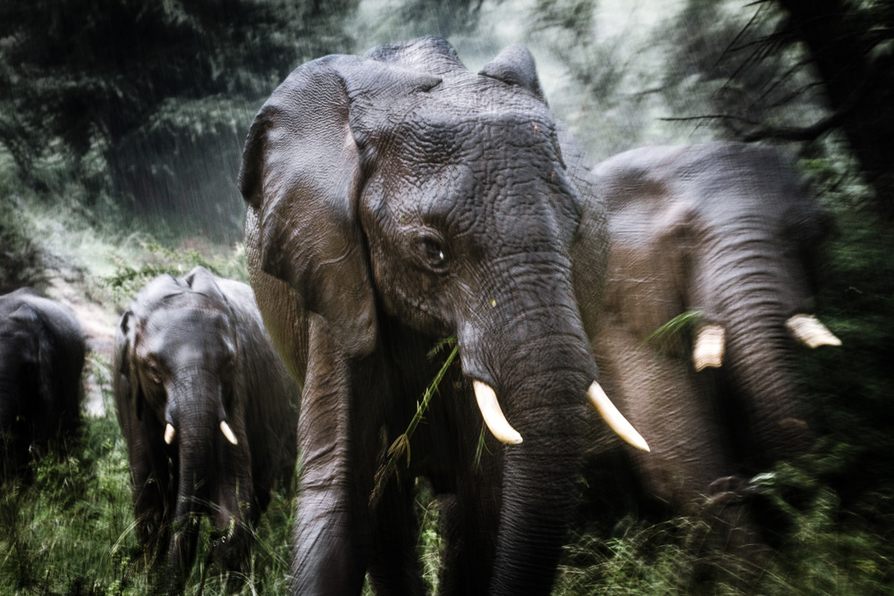The issue of human-elephant conflict is an important one to consider ©Stuart Butler