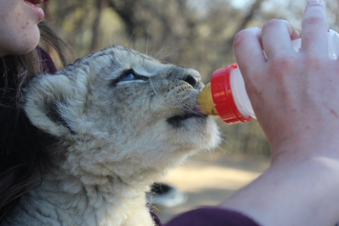 volunteering with lions