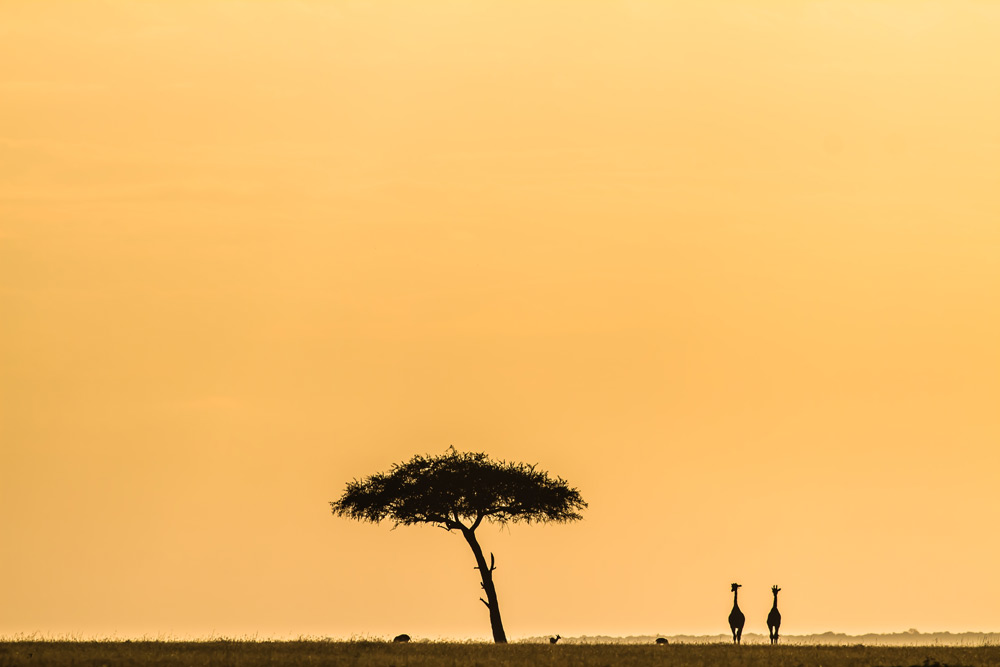 giraffe-silhouette-stuart-butler