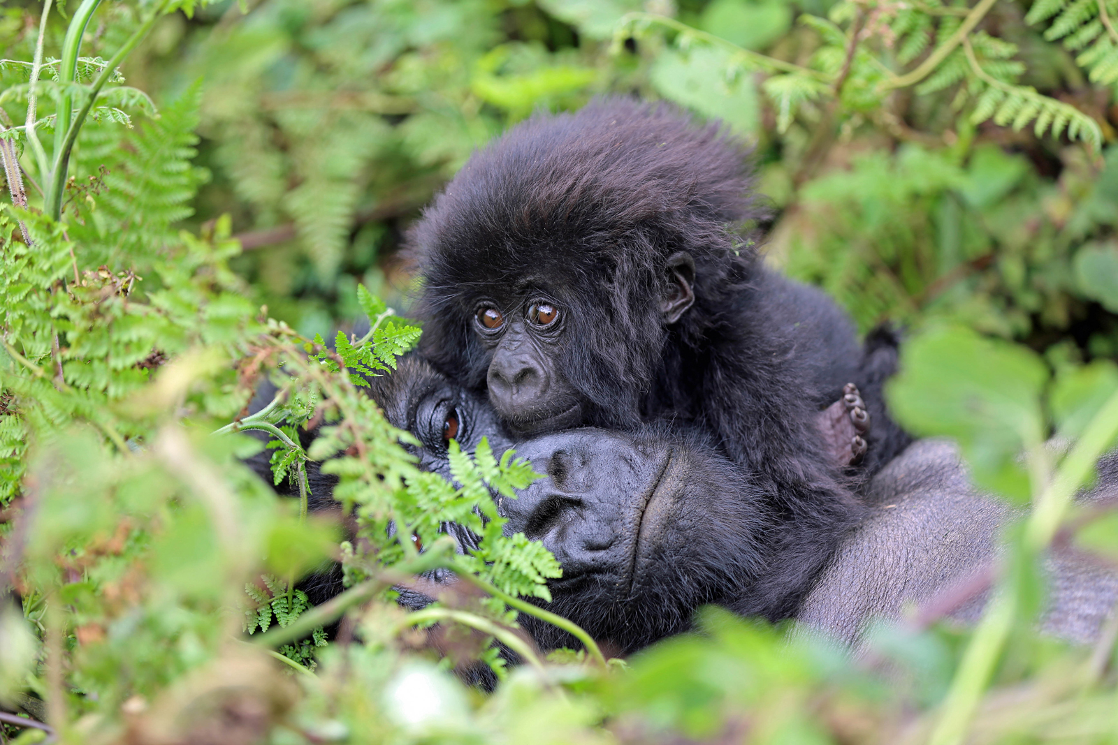 Kisses for mum from a gorilla baby in Volcanoes National Park, Rwanda ©Matthias Alter