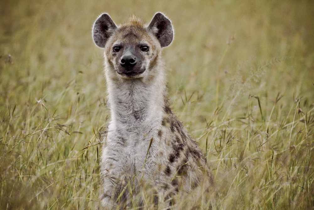 hyena-maasailand-stuart-butler