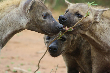 12 Creepy Facts About Hyenas   Africa Geographic