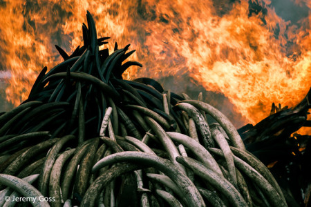 Ivory Buring Kenya’s ivory burn: the story in pictures - Africa Geographic