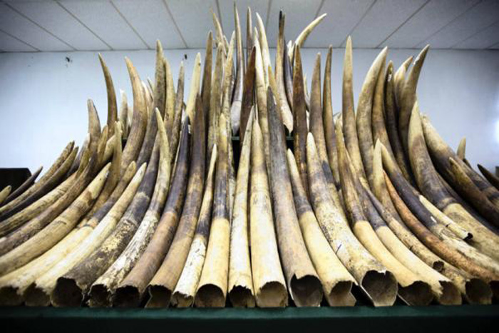 Zimbabwe wants trade ban on ivory lifted - Africa Geographic