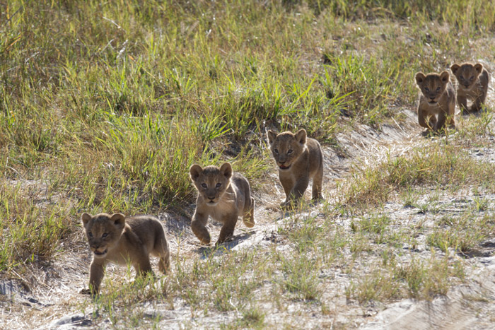 43,000-Year-Old Frozen Lions Cubs Discovered in Russia