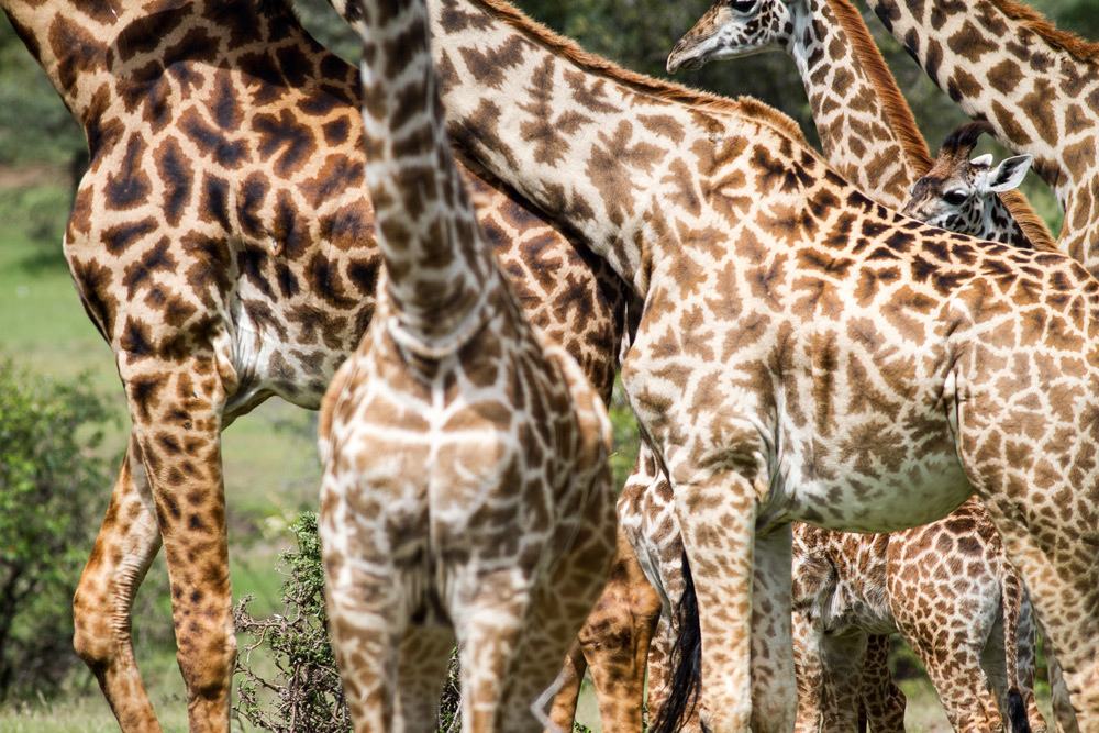 maasai-giraffe-stuart-butler