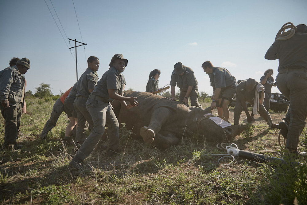 rangers-darted-rhino-kruger-ravi-gajjar