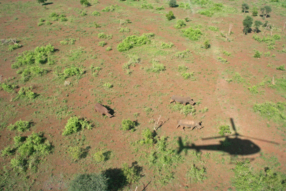 rhinos-from-the-air-helicopter-janine-avery