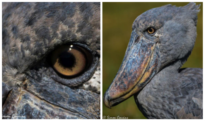 Searching for Africa’s shoebill in the Bangweulu Swamps - Africa Geographic