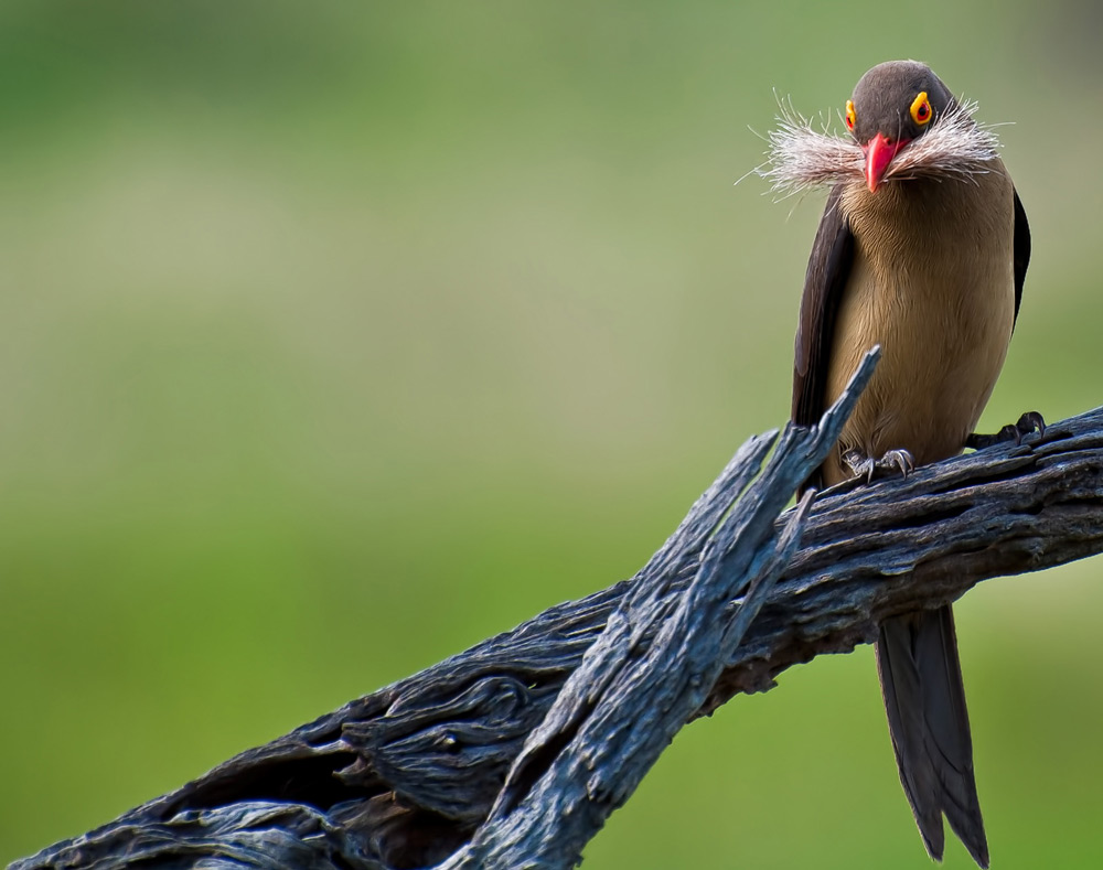A red-billed oxpecker gets ready for Movember ©Tinus Beyers