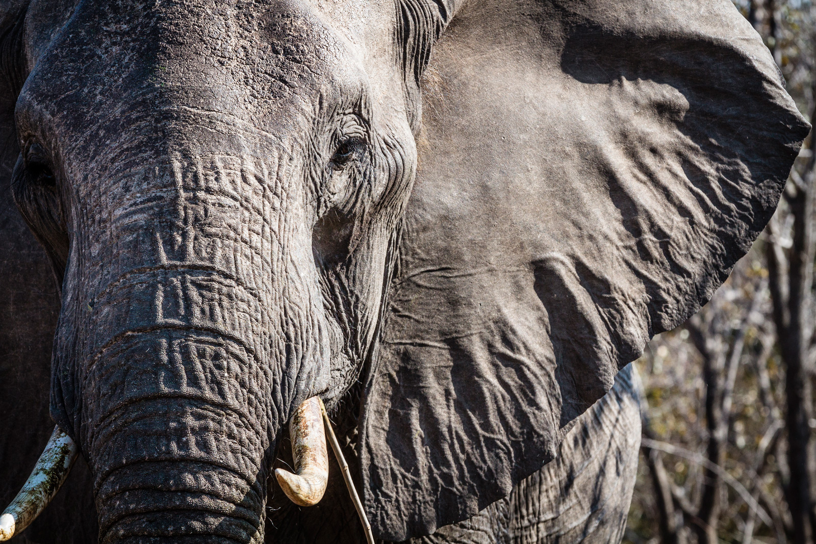 Reflections on Elephants