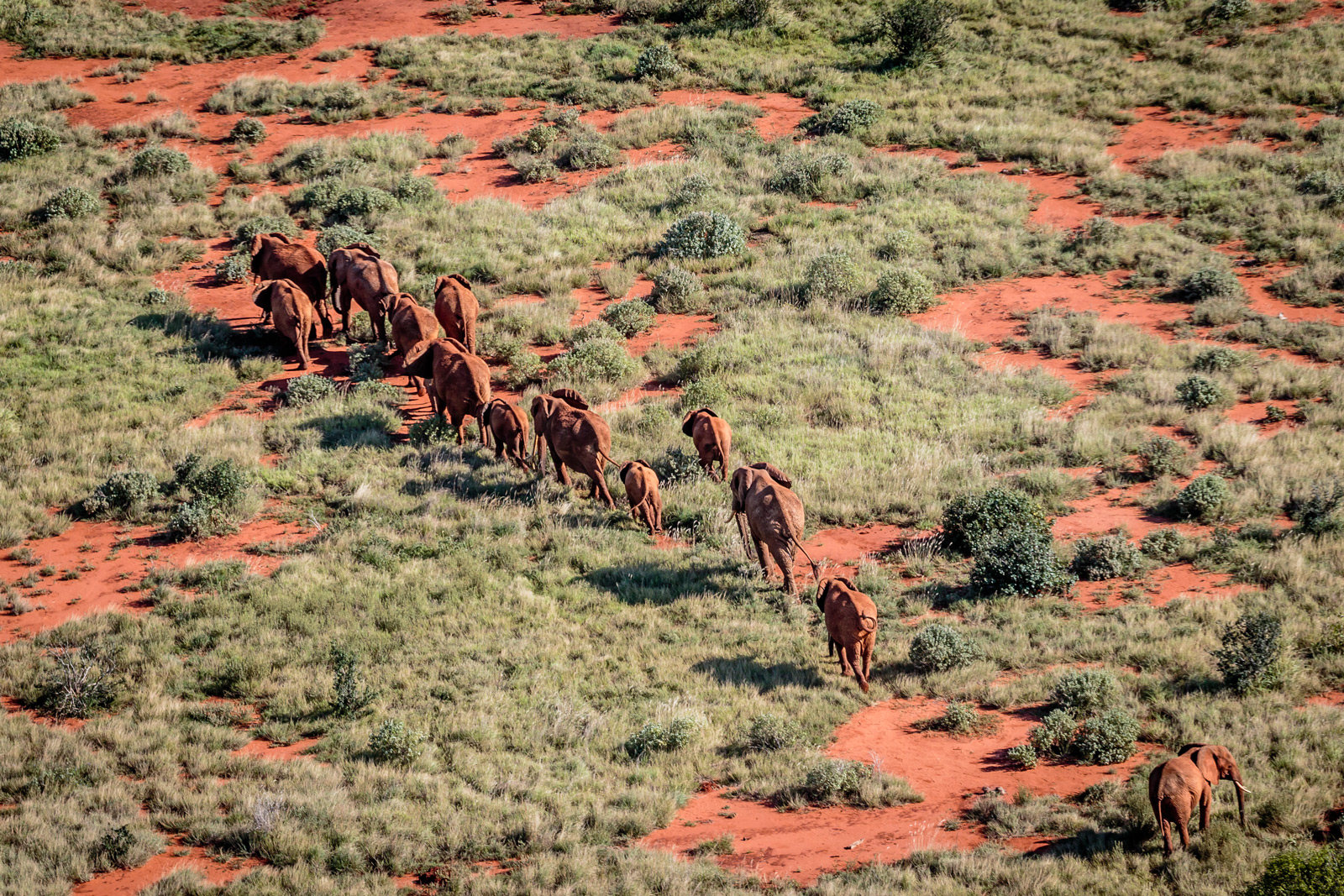 Reflections on Elephants