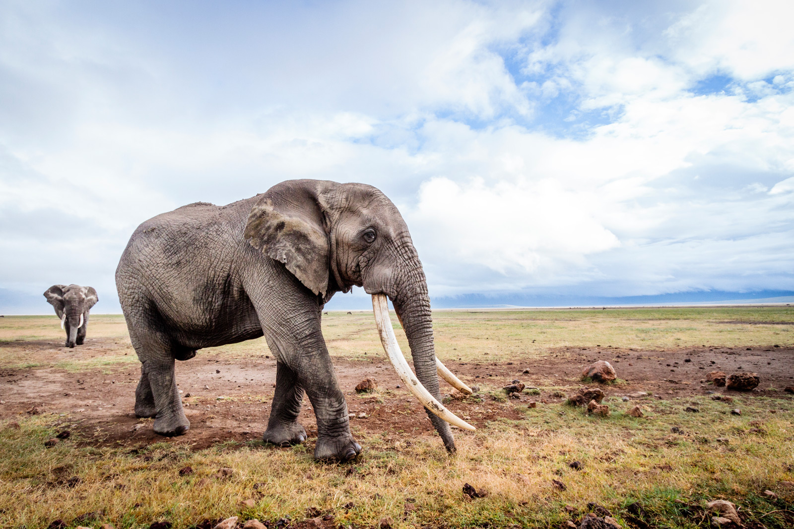 Reflections on Elephants