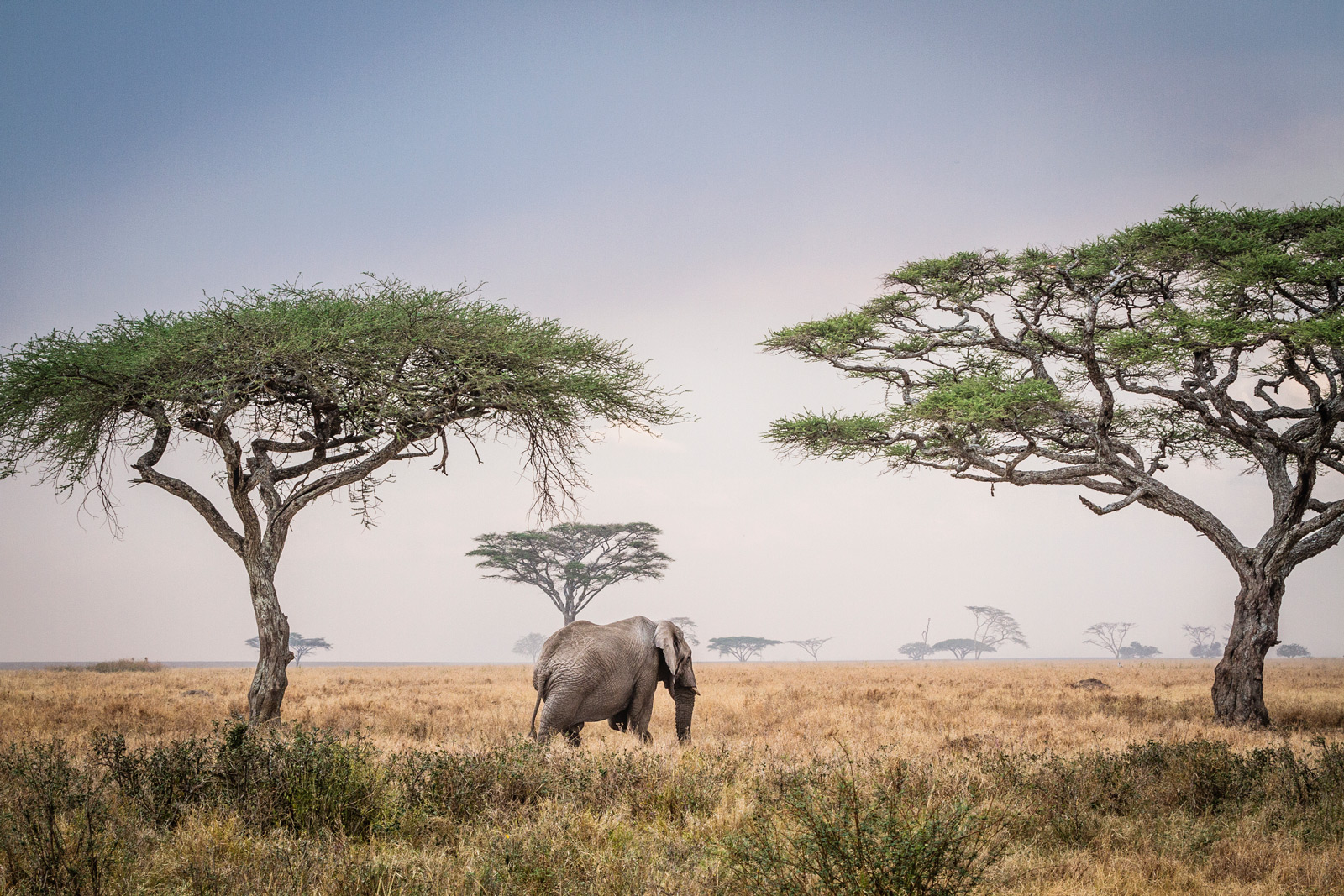 Reflections on Elephants