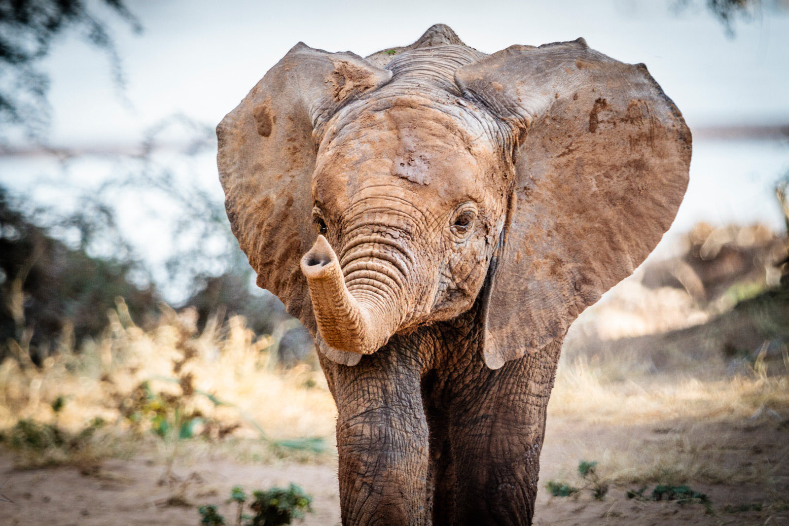 Reflections on Elephants