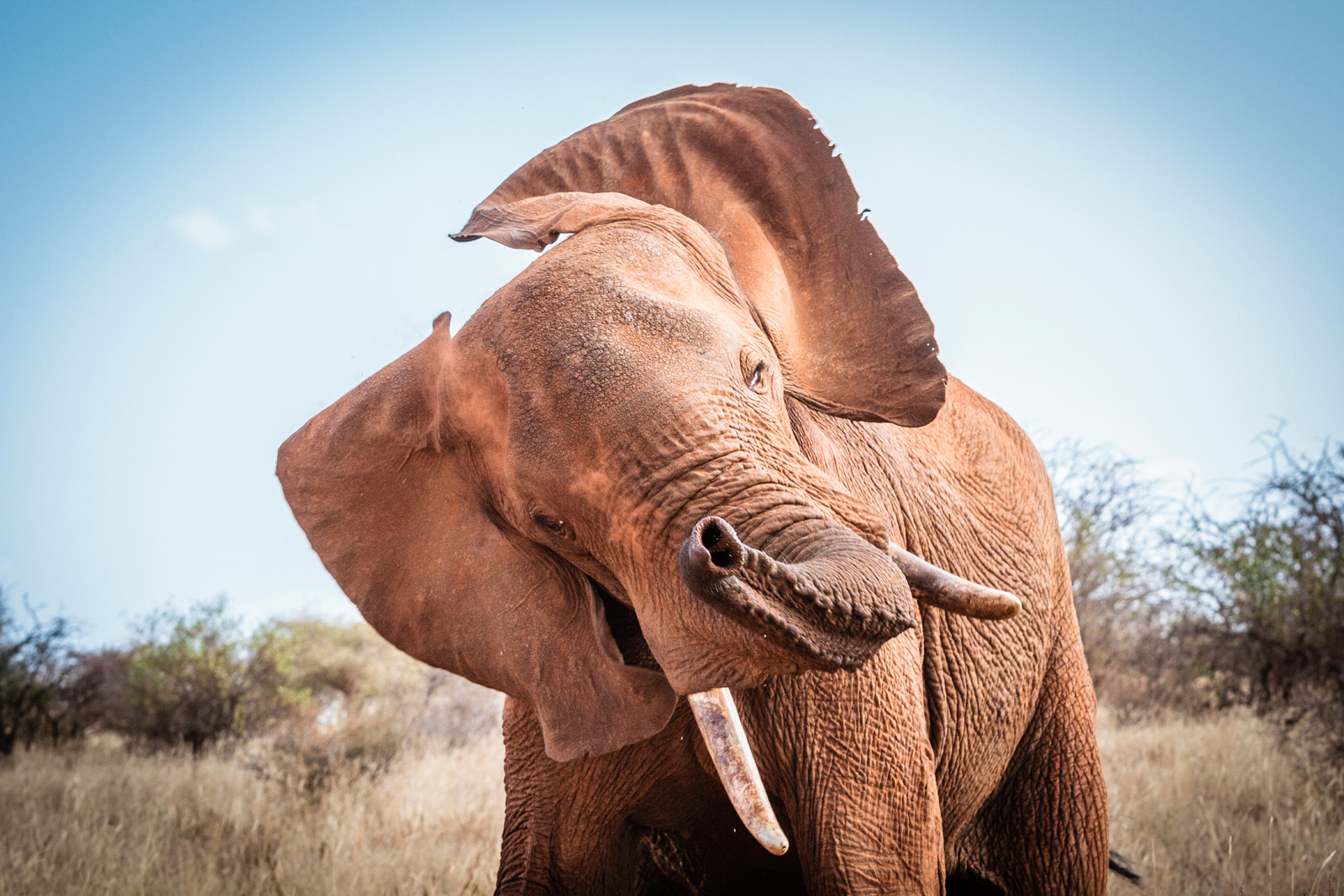 Reflections on Elephants