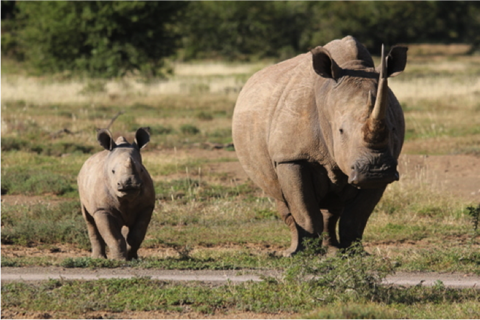 Henry-rhino-three-months-old - Africa Geographic