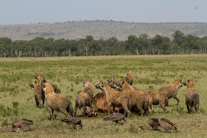 hyenas