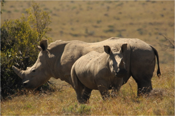 A brothers' bond saves an orphaned rhino - Africa Geographic