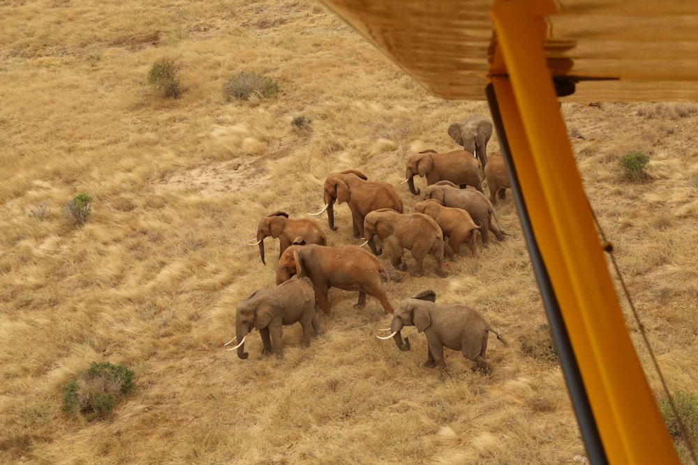 Aerial surveillance to check the health of a herd of elephants ©The David Sheldrick Wildlife Trust