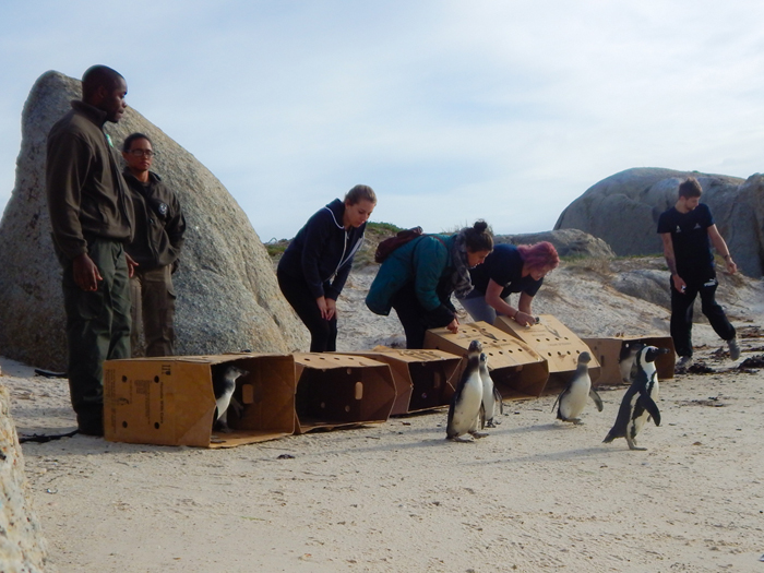 Injured African Penguin Rehabilitated And Released Africa Geographic