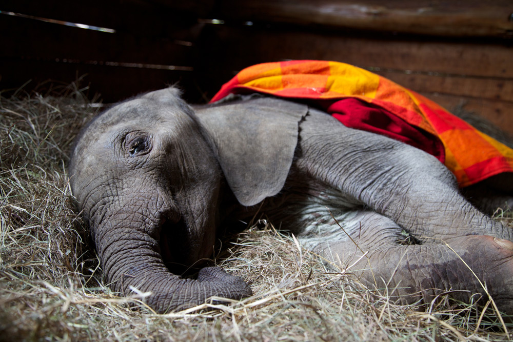 baby-elephant-murit-copyright-the-david-sheldrick-wildlife-trust