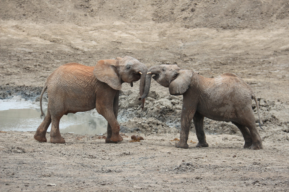 African safari