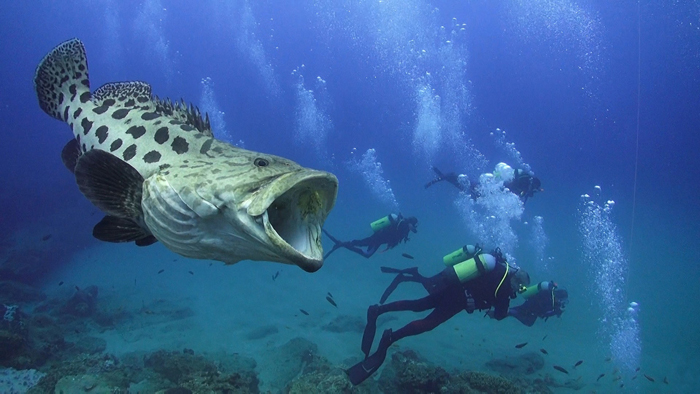 Diving with potato bass - Africa Geographic