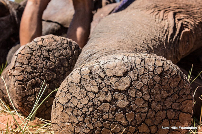 elephant-feet - Africa Geographic