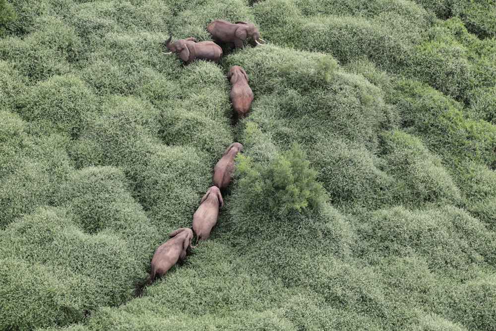 Aerial surveillance of elephant herds pushing through dense vegetation in Nairobi National Park ©The David Sheldrick Wildlife Trust