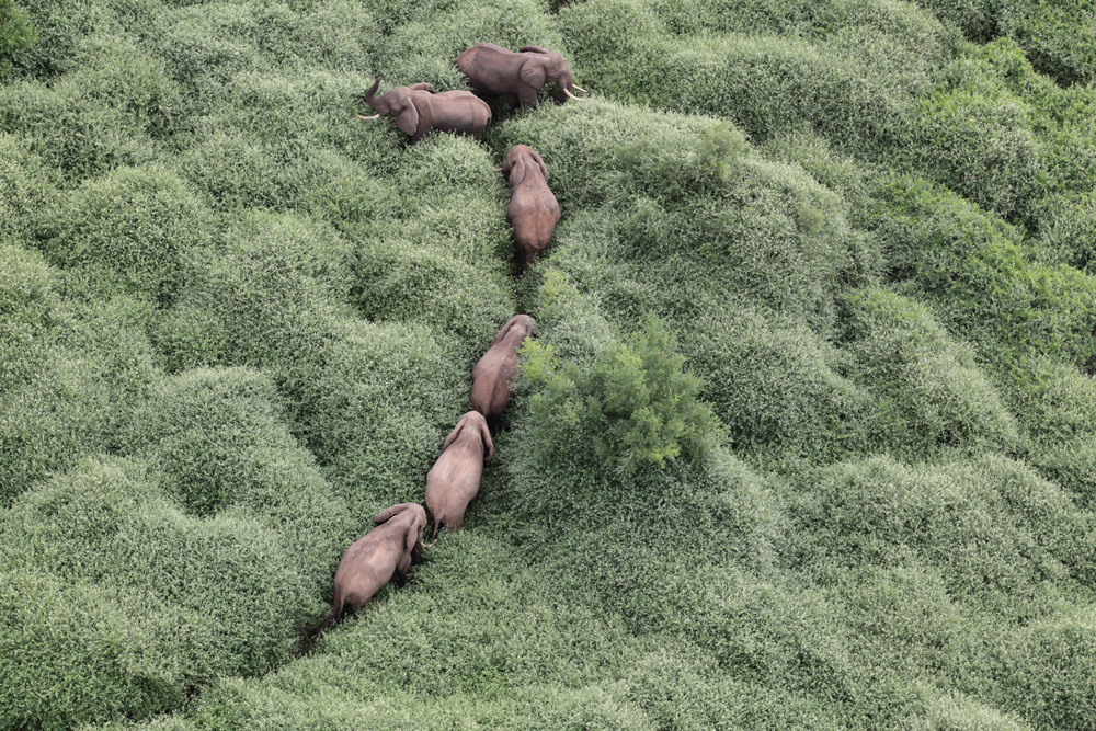 Wildlife safari in Africa