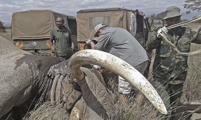 Giant Kenyan elephant killed by authorities on suspicion of