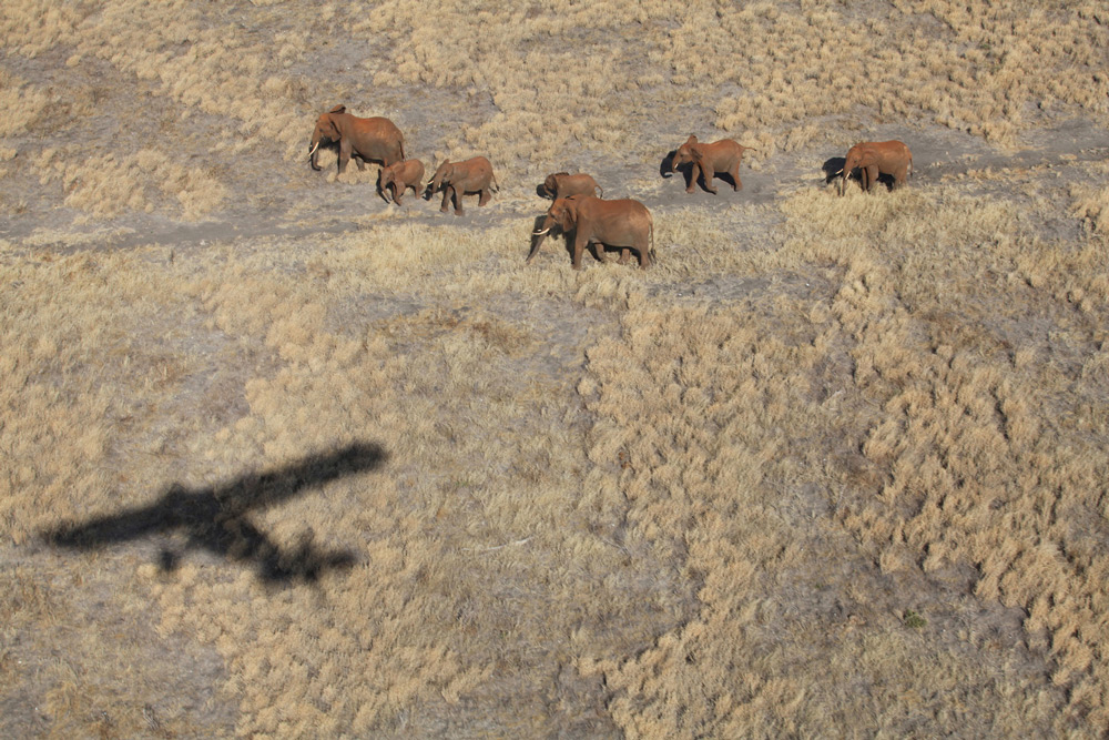 Keeping an eye on elephants ©The David Sheldrick Wildlife Trust