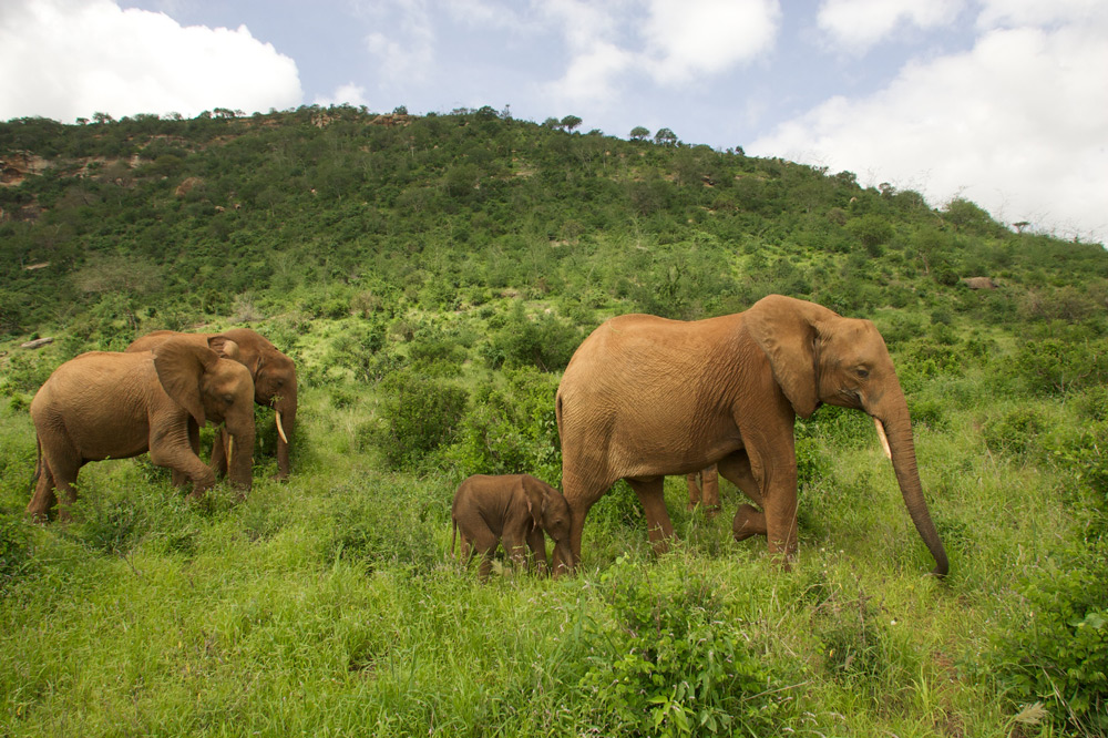 Baby elephant, Eve with her mother, Emily ©The David Sheldrick Wildlife Trust