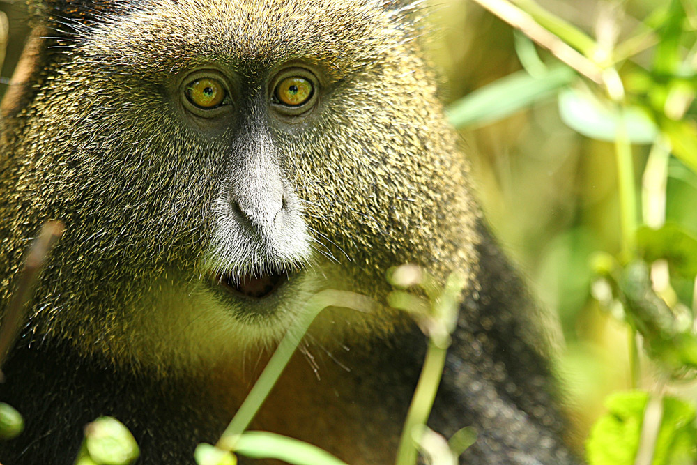 golden-monkey-looking-at-camera-jytte-fredholm-ferreira