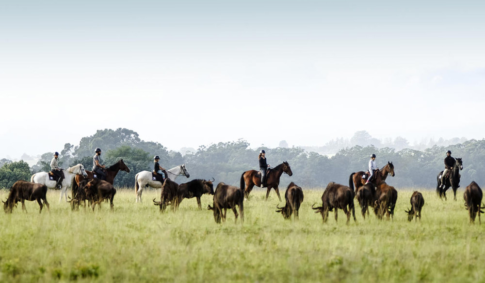 horse-safari-swaziland