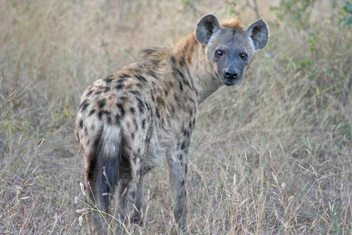 Tragedy in Kruger when hyena attacks boy in campsite - Africa Geographic