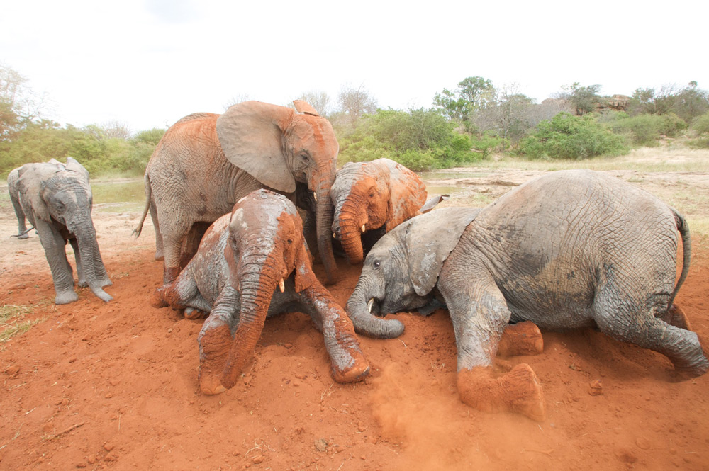 A group of elephants make friends at the Ithumba Reintegration Centre ©The David Sheldrick Wildlife Trust