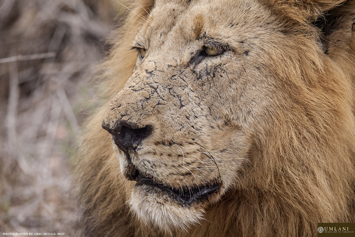 Following lions into the night - Africa Geographic