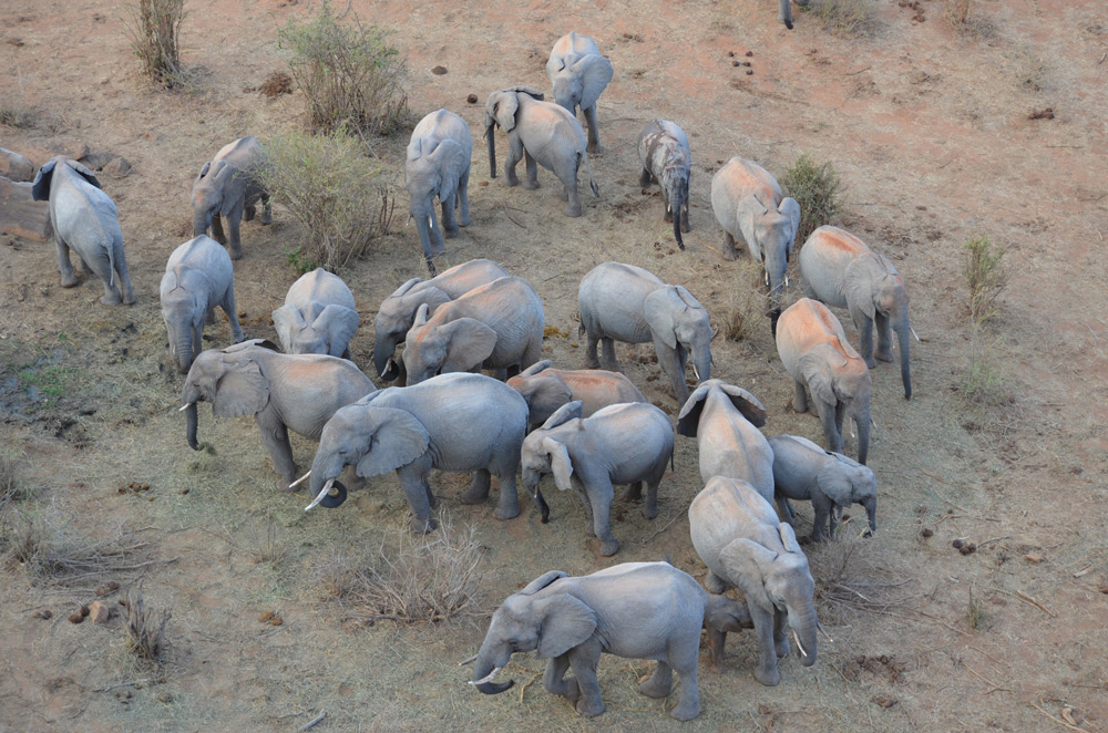 African safari