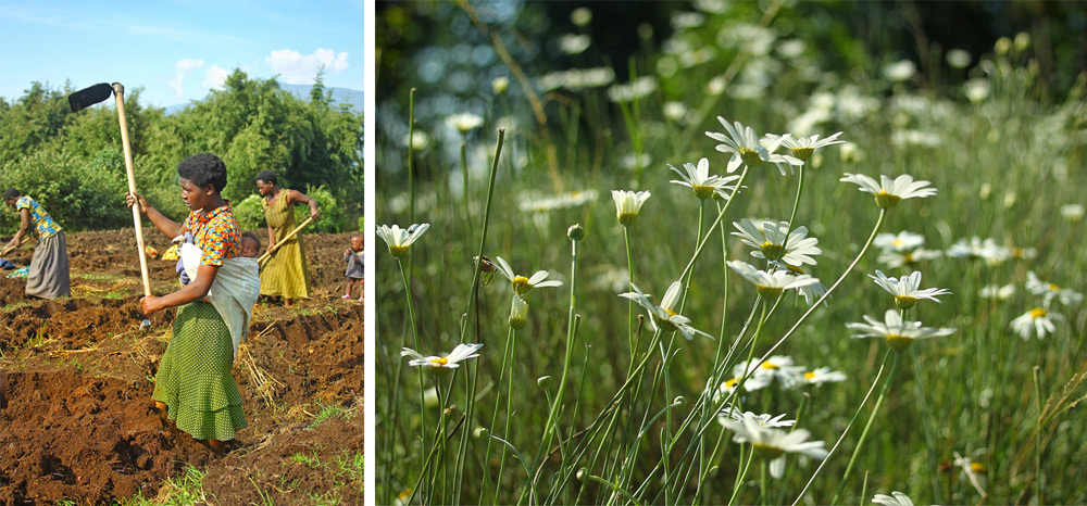 rwanda-agriculture-pyrethrum