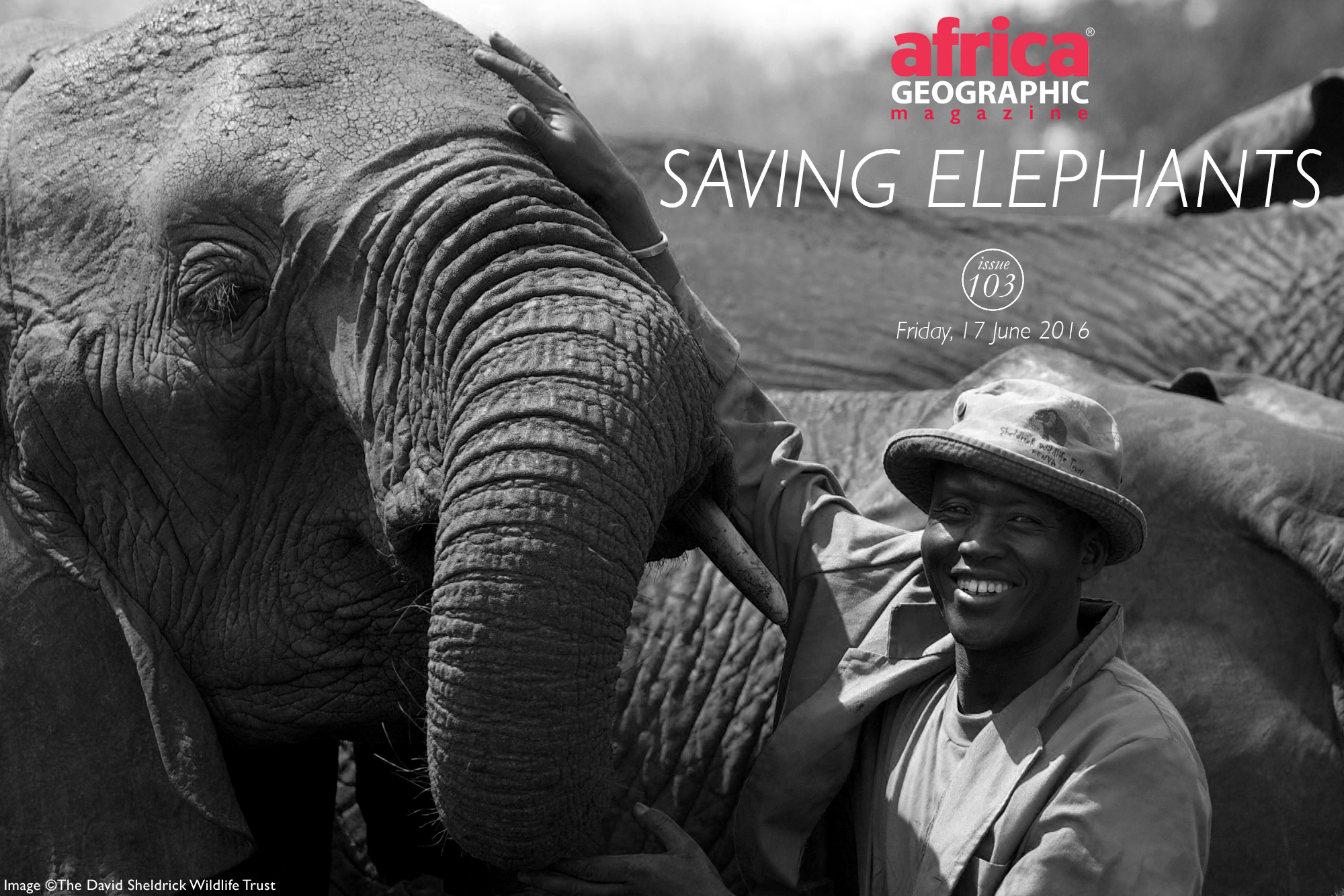 Saving elephants - Africa Geographic
