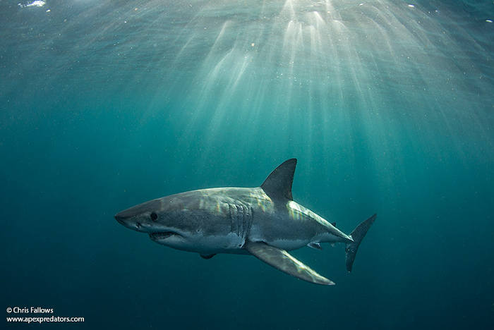 shark-cape-town - Africa Geographic
