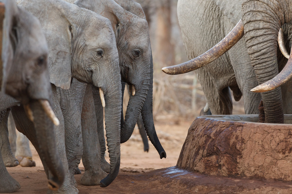 Wild elephants ©The David Sheldrick Wildife Trust
