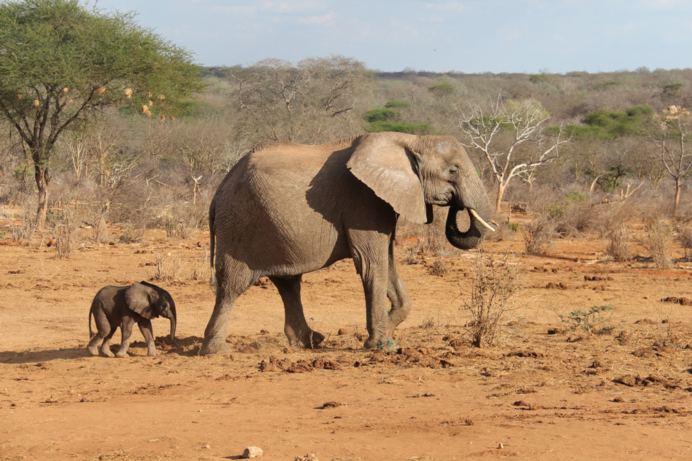 African safari