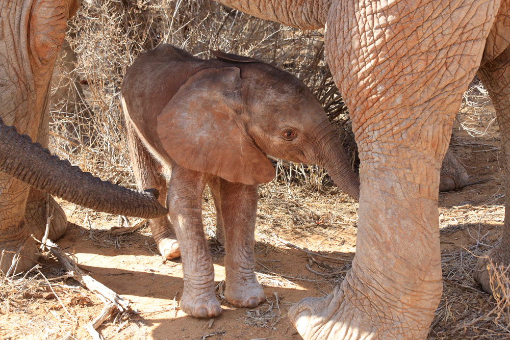 saving elephants